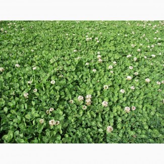 ООО НПП «Зарайские семена» продает семена клевера белого ползучего