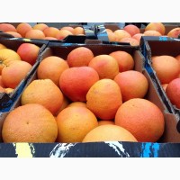 Продам оптом грейпфрут Дункан с доставкой по всей территории России