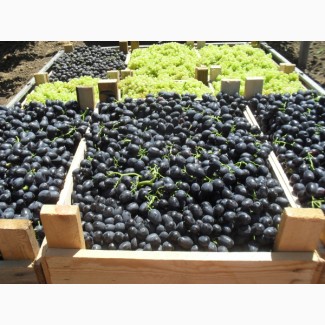 Высококачественный виноград Чарос оптом по доступным ценам от производителя