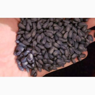 Продам семена подсолнуха Канадский трансгенный гибрид масличный подсолнечник JAEGER F 369
