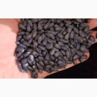 Продам семена подсолнуха Канадский трансгенный гибрид масличный подсолнечник JAEGER F 369