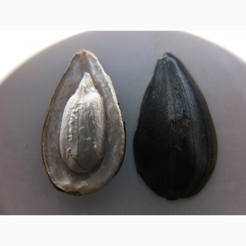 Фото 6. Продам семена подсолнуха Канадский трансгенный гибрид масличный подсолнечник JAEGER F 369
