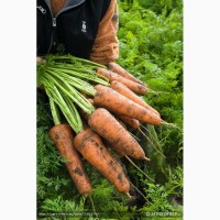 Семена моркови Кордоба F1 Бейо (2, 0-2, 2) 100000