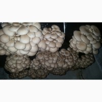 Продам свежие грибы Вешенка