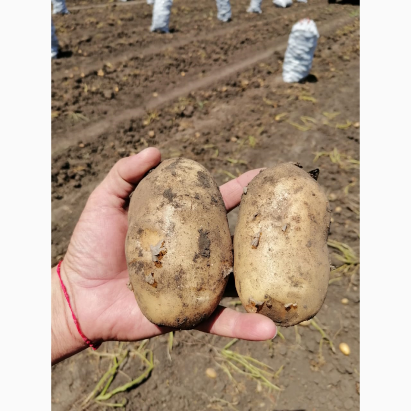 Фото 2. Продам продовольственный картофель-разнообразие сортов