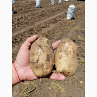 Продам продовольственный картофель-разнообразие сортов