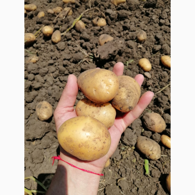 Фото 3. Продам продовольственный картофель-разнообразие сортов