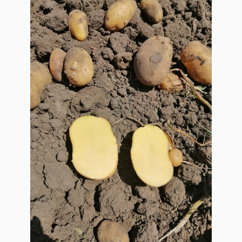 Фото 4. Продам продовольственный картофель-разнообразие сортов