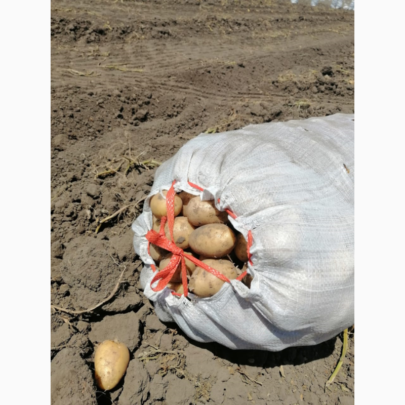 Фото 5. Продам продовольственный картофель-разнообразие сортов