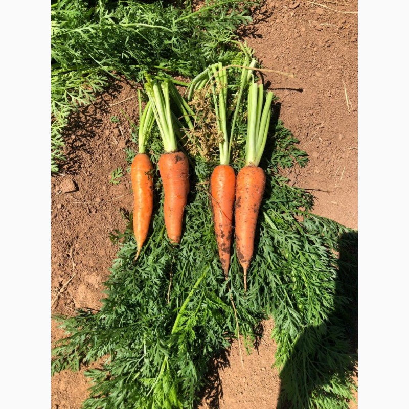 Фото 3. Продам ЛУК, морковь, капусту оптом