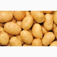 Семенной картофель урожая 2020 г от производителя