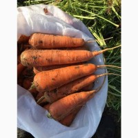 Морковь оптом урожай 2020 г. от производителя Краснодарский край
