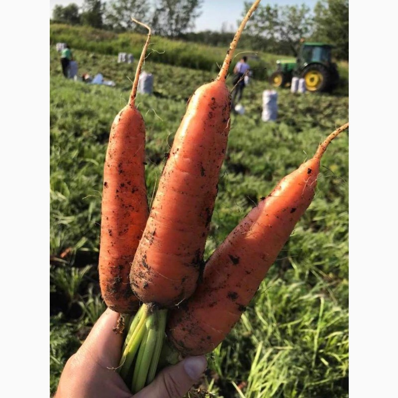 Фото 2. Морковь оптом урожай 2020 г. от производителя Краснодарский край