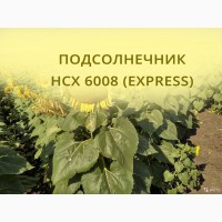 НСХ 6008 семена подсолнечника элитные