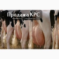 Продажа КРС оптом по России Молочные породы