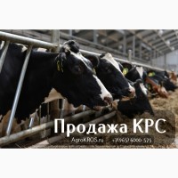 Продажа КРС оптом по России Молочные породы
