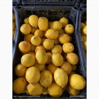 Лимоны из Южной Америки на прямую от поставщиков
