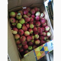 Продаю яблоки ЛИБЕРТИ