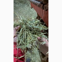 Сено сеяное в тюках (брикетах)