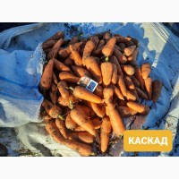 Морковь Каскад