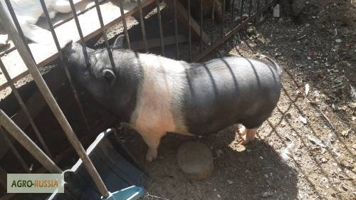 Продается Вьетнамская свинья на расплод