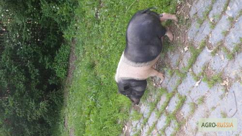Фото 2. Продается Вьетнамская свинья на расплод