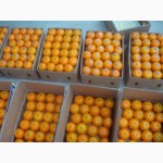 Продам мандарин КИННО (Пакистан) оптом