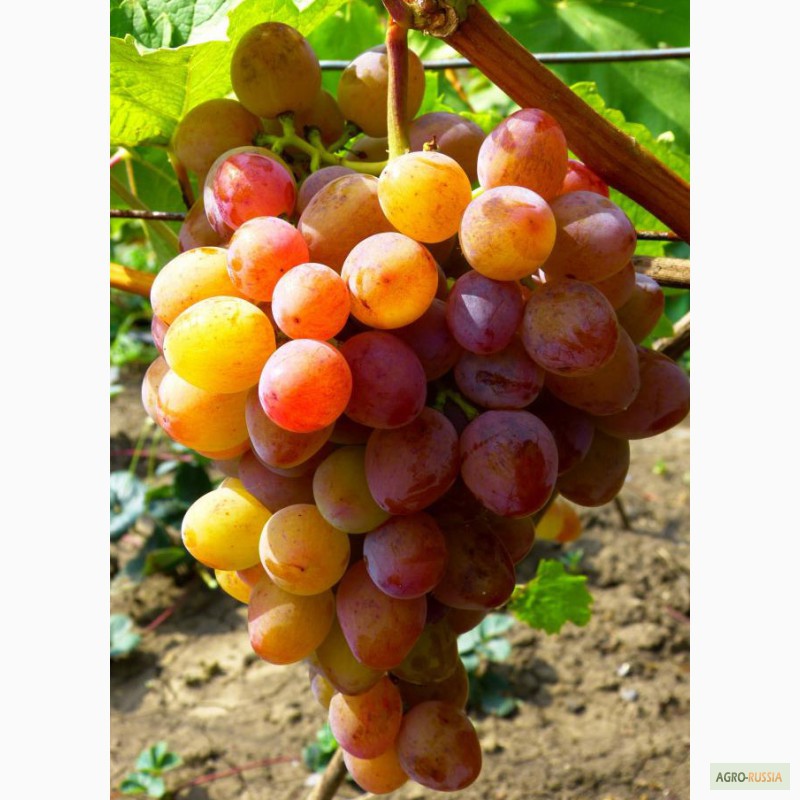 Фото 2. Саженцы и черенки самых любимых сорта винограда