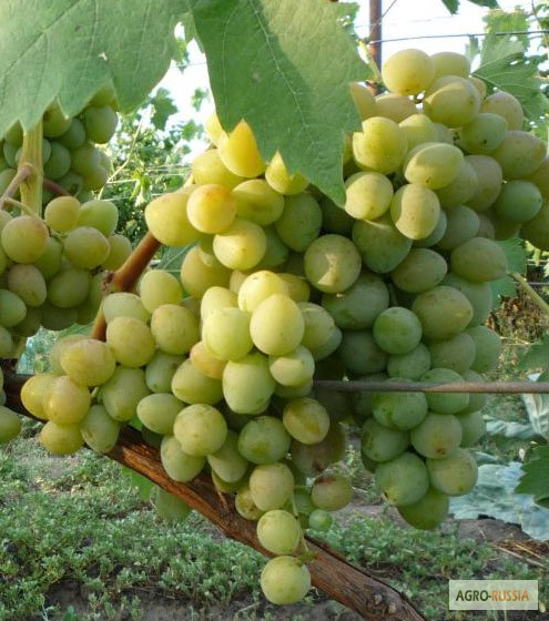 Фото 3. Саженцы и черенки самых любимых сорта винограда