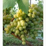 Саженцы и черенки самых любимых сорта винограда