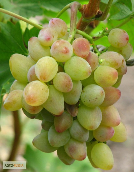 Фото 4. Саженцы и черенки самых любимых сорта винограда