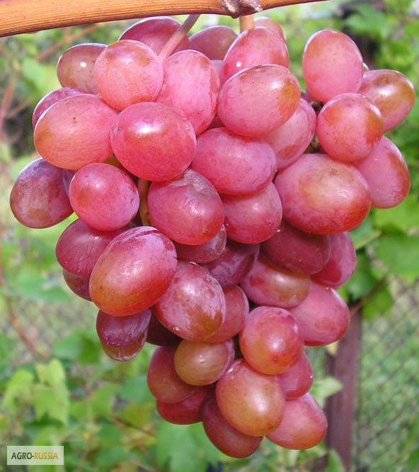 Фото 5. Саженцы и черенки самых любимых сорта винограда