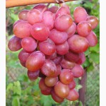 Саженцы и черенки самых любимых сорта винограда