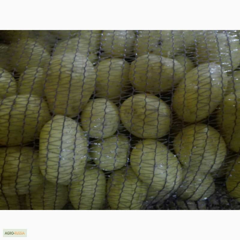 Фото 11. Картофель мытый оптом от производителя разных сортов