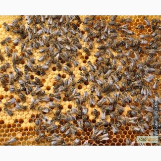 Продаю пчелосемьи возможна доставка по Тюменской области