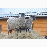 Шерсть овец Романовской породы (немытая)