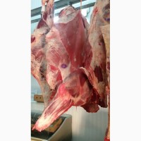 Мясо говядины бык оптом от производителя