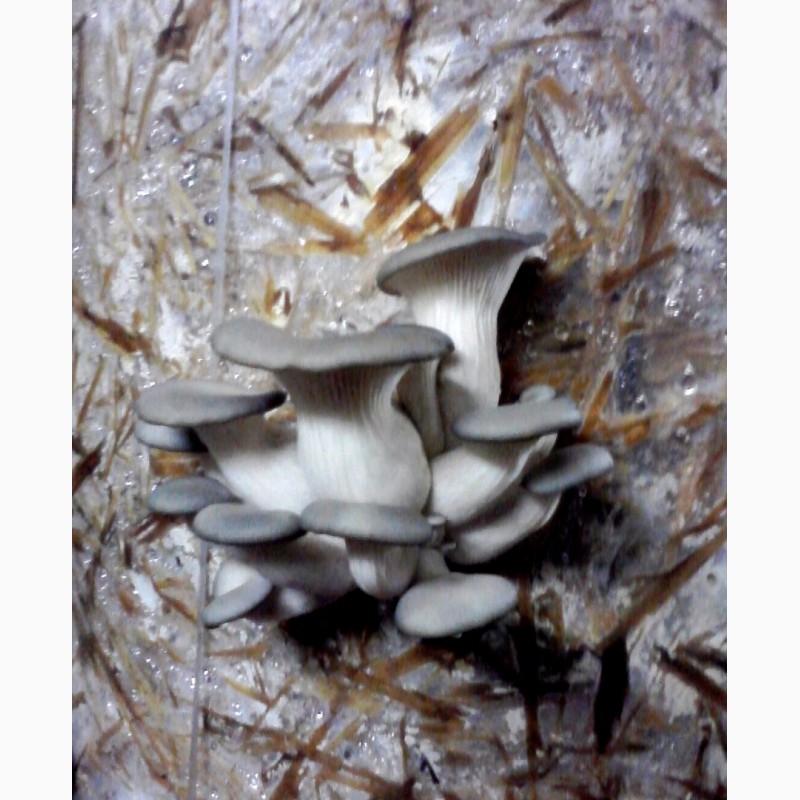 Фото 3. Мицелий грибов