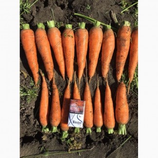 Продаю Морковь оптом