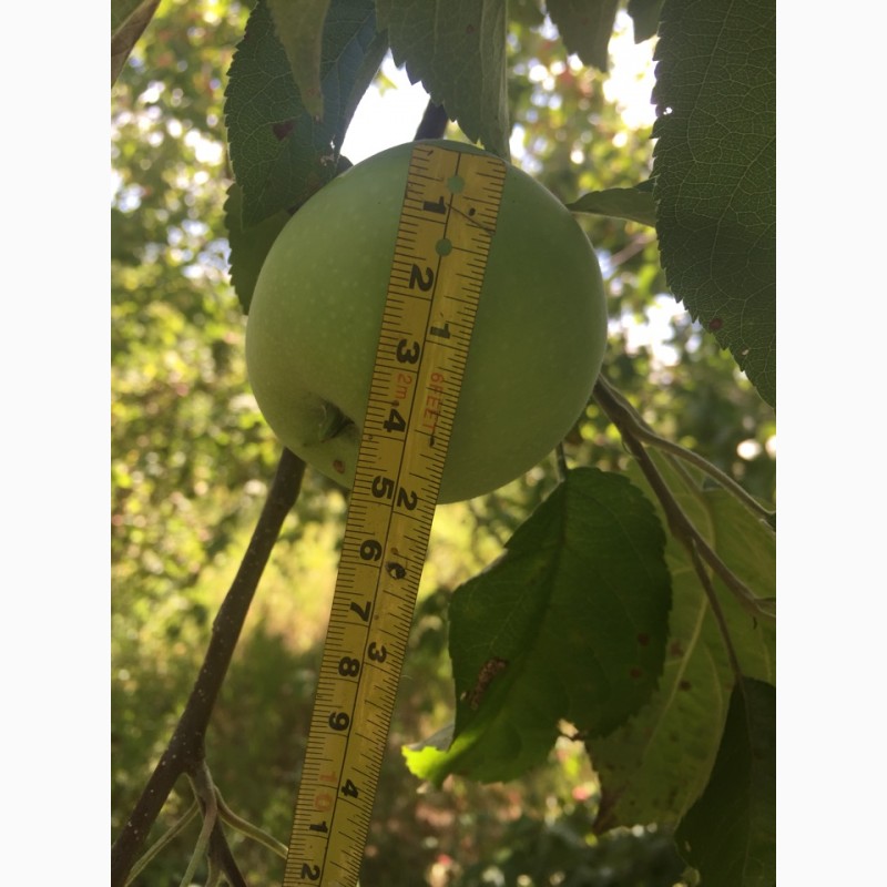 Фото 2. Яблоки урожая 2018 года