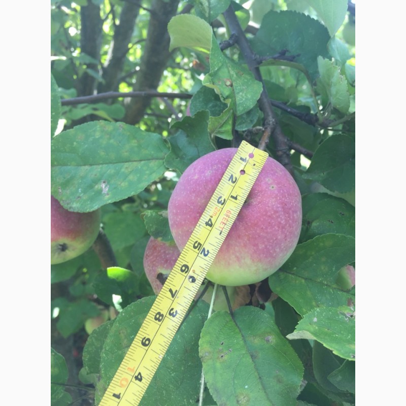 Фото 3. Яблоки урожая 2018 года