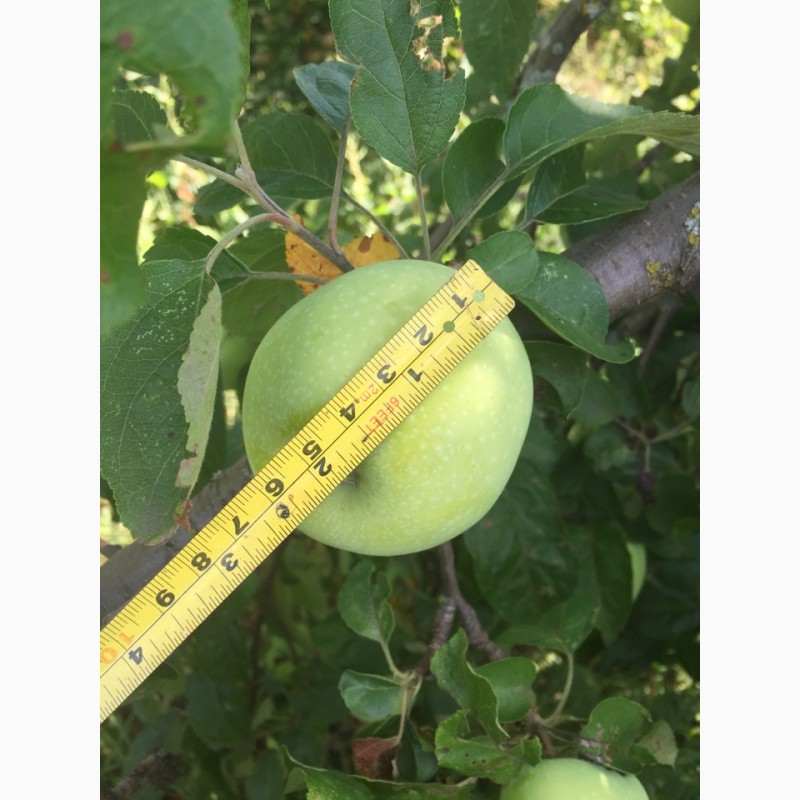Фото 4. Яблоки урожая 2018 года