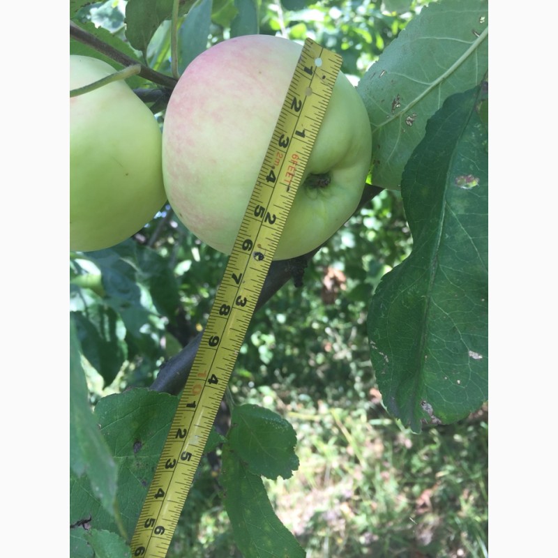 Фото 5. Яблоки урожая 2018 года