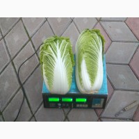 Продам Пекинскую капусту Билко цена в Москве