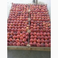 Готовы к оптовой реализации персики с доставкой по РФ