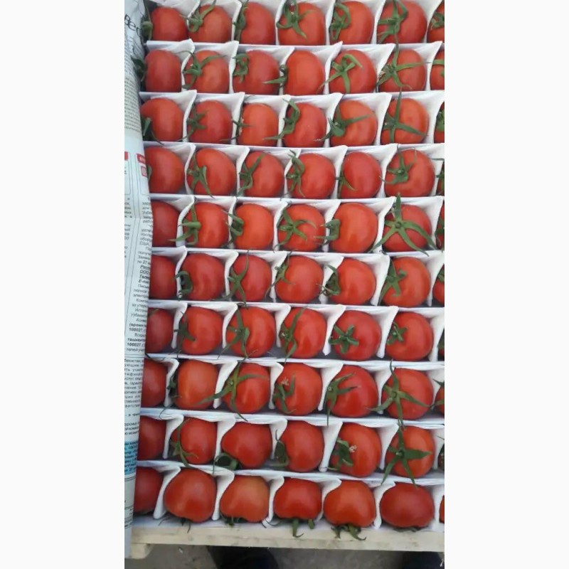 Фото 3. Продам помидоры, сорта: 1955, Сабина, Ламия, Пембем (розовый)