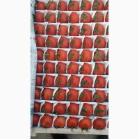 Продам помидоры, сорта: 1955, Сабина, Ламия, Пембем (розовый)