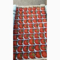 Продам помидоры, сорта: 1955, Сабина, Ламия, Пембем (розовый)