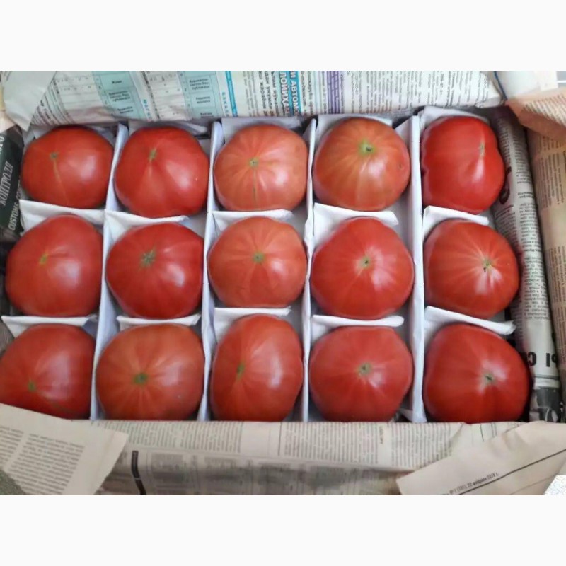 Фото 7. Продам помидоры, сорта: 1955, Сабина, Ламия, Пембем (розовый)