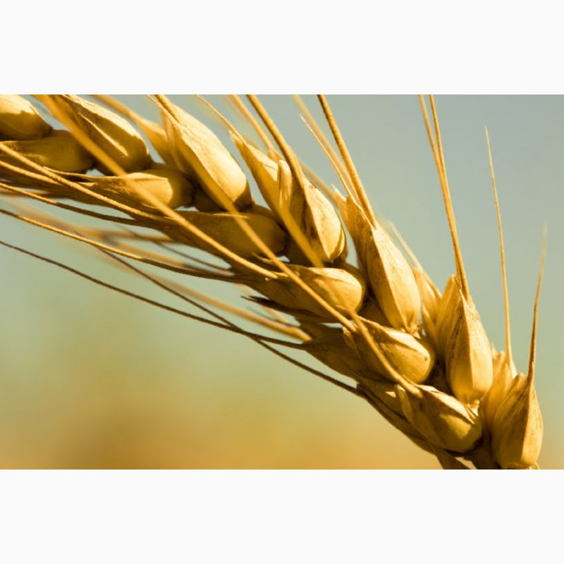 Продам/ семена пшеницы яровой 